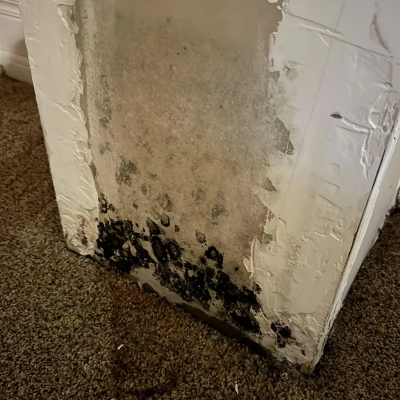 Professional Mold Removal in Pepperell, MA